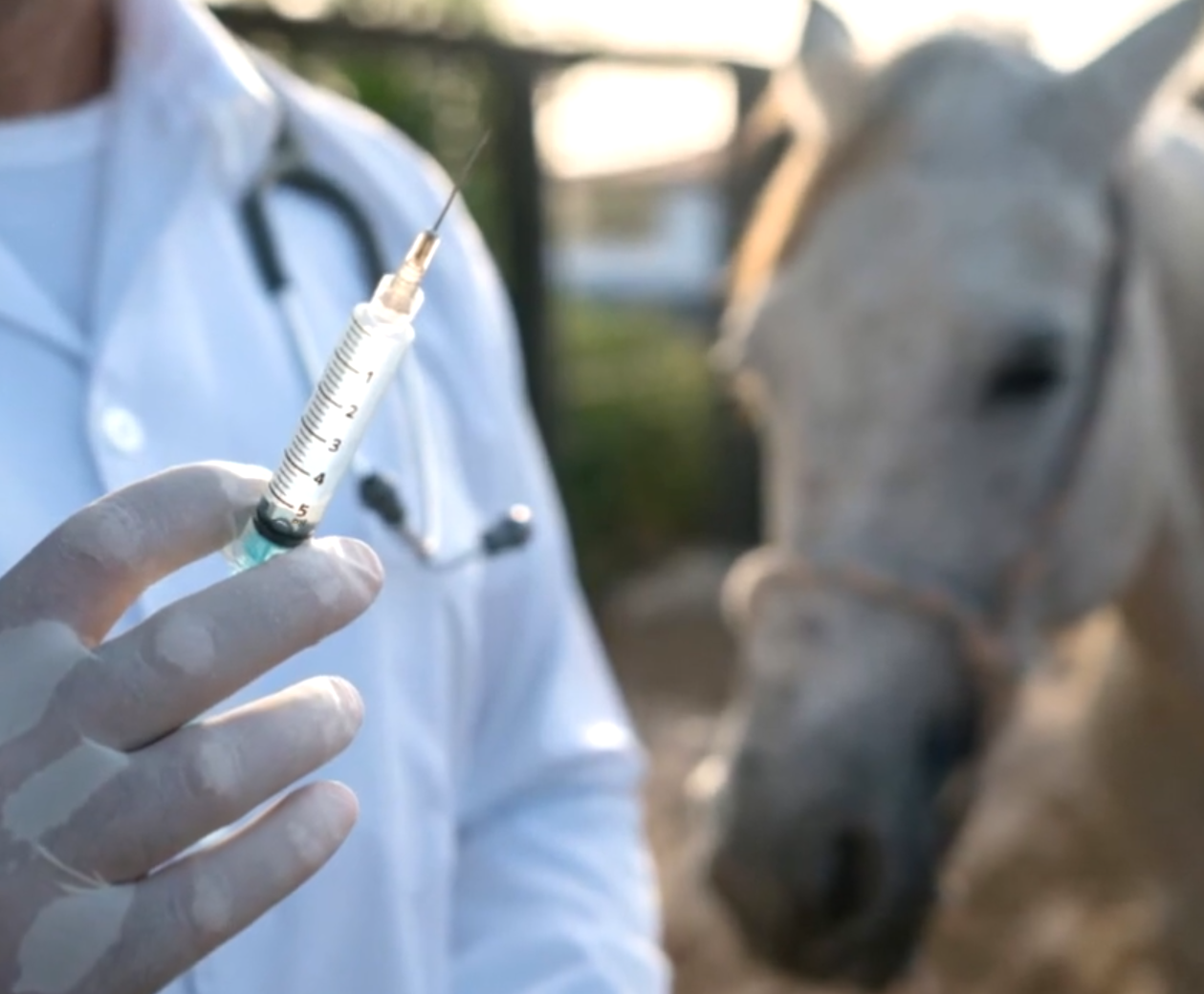 Exame veterinário em um cavalo