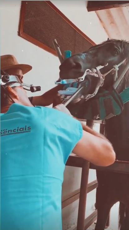 Profissional veterinário realizando um exame em um cavalo
