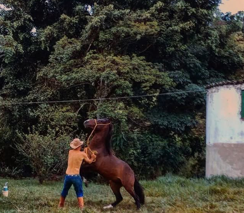 Potro em processo de doma racional, demonstrando confiança